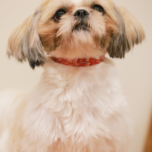 画像をギャラリービューアに読み込む, UMENOWA(CY9 clear pink)