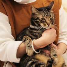 画像をギャラリービューアに読み込む, UMENOWA(370 black raden)